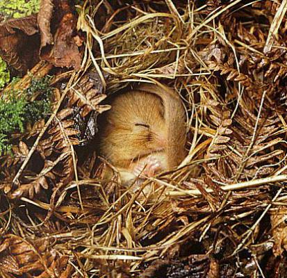 dormouse_asleep.jpg