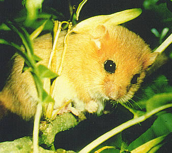 proj_dormouse_branch.jpg