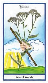 Ace_of_wands.jpg