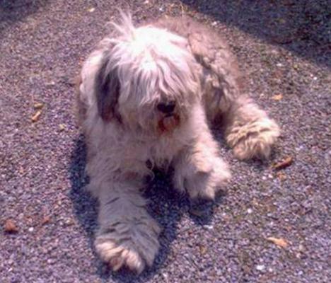 OE_sheepdog_01.jpg