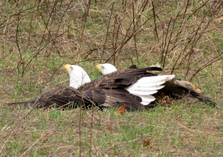 Mating Eagles