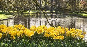 Daffodils-by-lake2.jpg