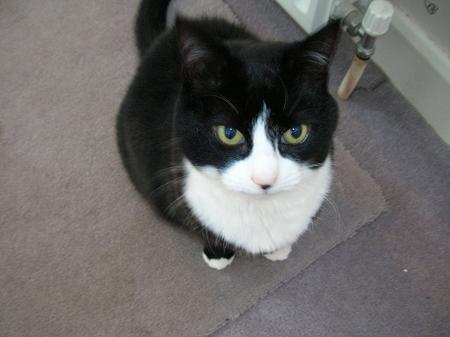 Tuxedo_Cat.jpg