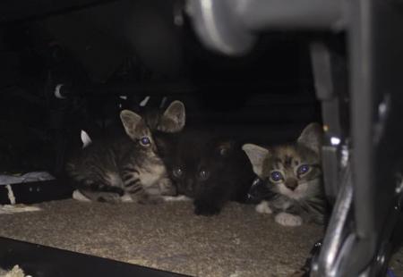 kittens.jpg