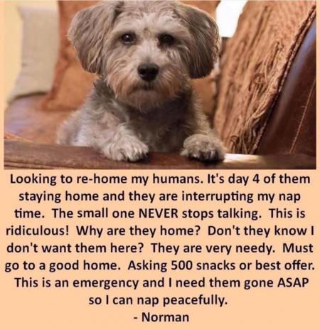 rehome humans.jpg