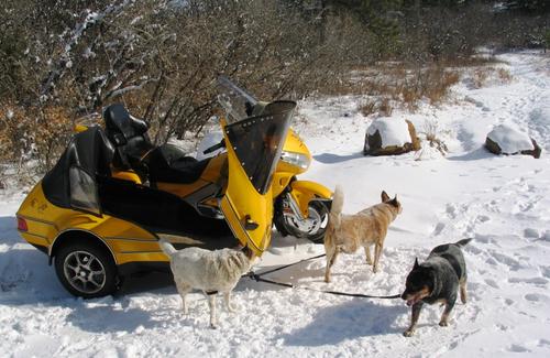 Heelers in Snow.jpg