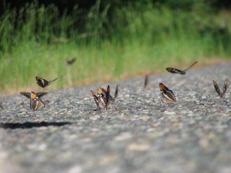 butterflies_road.jpg