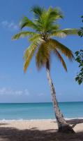 Coconut Palm