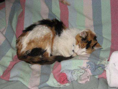 06_19_13_ Last photos of Calli died1230pm 004_sm.jpg