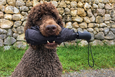 poodle.jpg