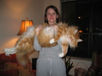 phat_cat.jpg