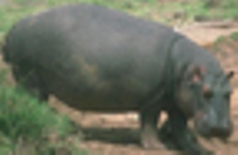 hippo.jpg