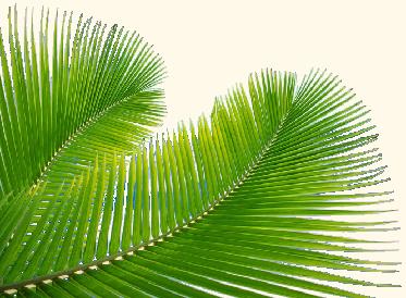 Palm.jpg