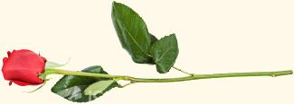 long_stem_rose.jpg