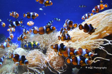 clown-fish-ocean-park.jpg