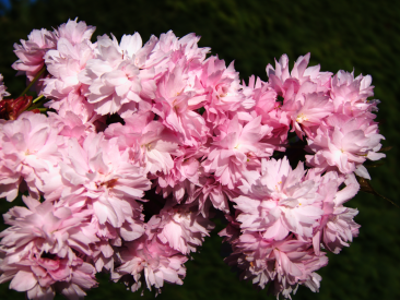 ”Cherry