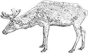 reindeer-1.gif