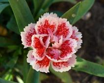 CARNATION_1.jpg
