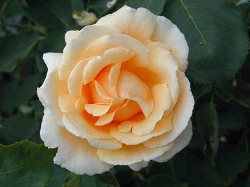 rose11_2.jpg
