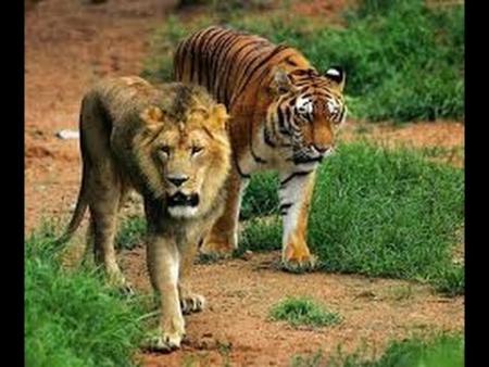 lion and tiger.jpg