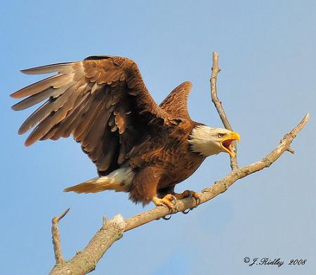 scream like an eagle.jpg