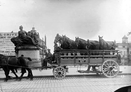 Injured-horse.jpg