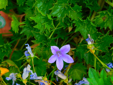 DSCN6235.jpg