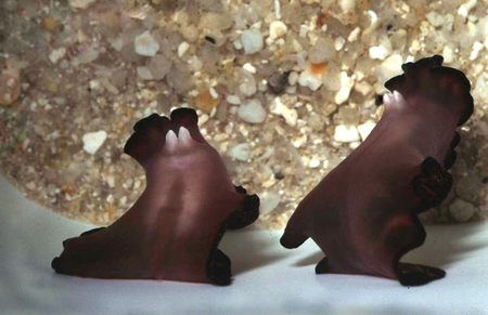 Flatworm_sex.png